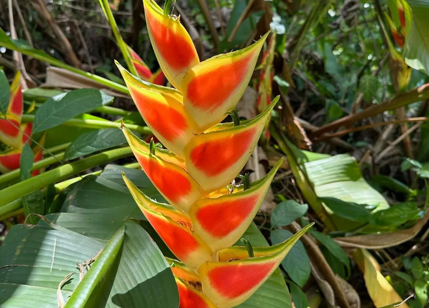 El Oasis Hotel Aguada Porto Rico